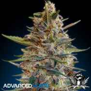 Advanced Seeds Auto Blue Diesel